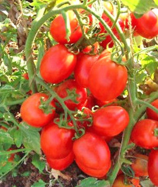 Petomech Tomato Seeds
