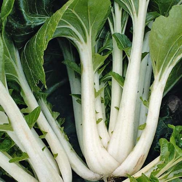 Pak_Choi_Taisai_Samen_1.jpg