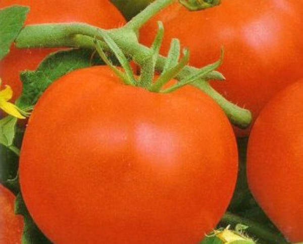 Mobil Tomato Seeds
