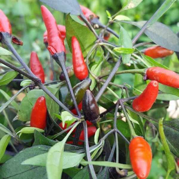 Zimbabwe_Black_Chili_Samen_1.jpg