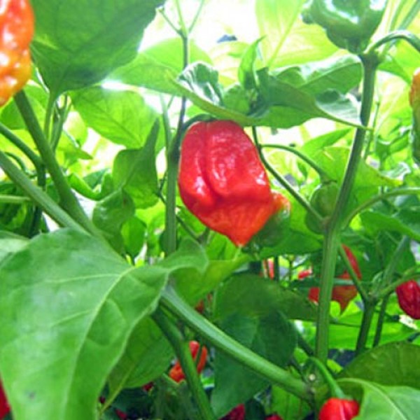 Habanero Martinique Chili Seeds