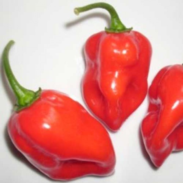 Habanero_Nesseo_Chili_Samen_1.jpg