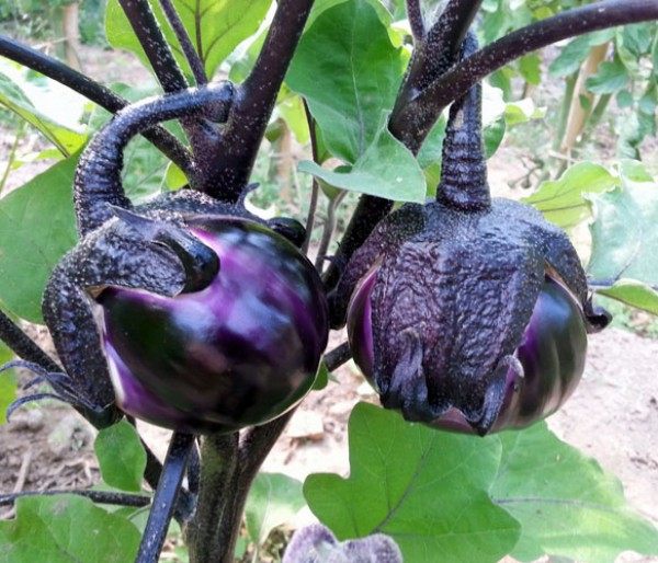 Aubergine_Violetta_di_Firenze_Samen_1.jpg