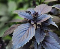 Basilikum_Dark_Opal_Samen_1.jpg Basilikum_Dark_Opal_Samen_1.jpg