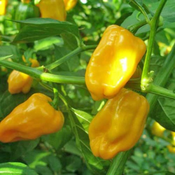 Habanero_Santana_Orange_Chili_Samen_1.jpg