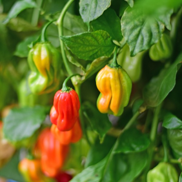 Habanero Salmon Orange Chili Seeds