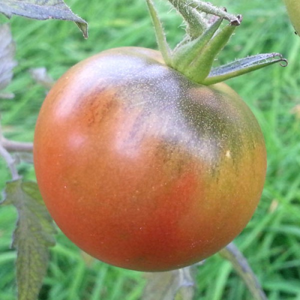 Purple Cherokee Tomato Seeds