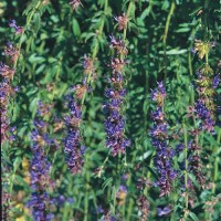 Ysop_Samen_1.jpg Ysop_Samen_1.jpg