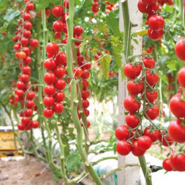 Terminato Ciliegia Tomato Seeds