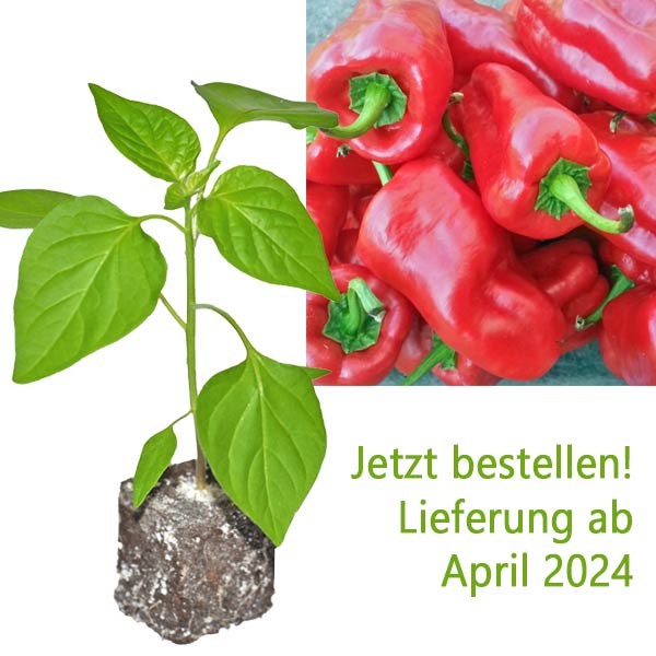 Organic Letschauer Schoten Pfeffer Chili Plant