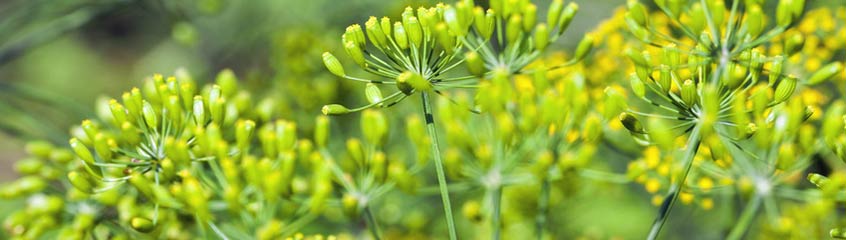 Dill, Fennel & Caraway