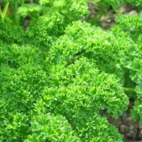 Petersilie_Triple_Moss_Curled_Samen_1.jpg Petersilie_Triple_Moss_Curled_Samen_1.jpg