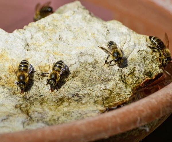 Wasser_fuer_Insekten_Voegel_und_Co_1.jpg