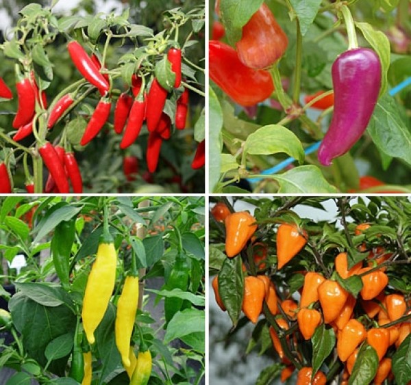 Which varieties of chili should I cultivate?