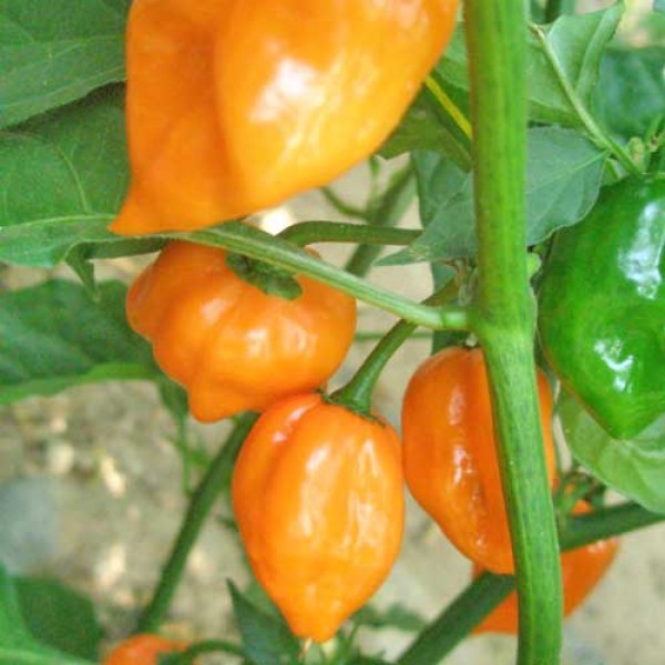 Scotch Bonnet Orange Chili Seeds