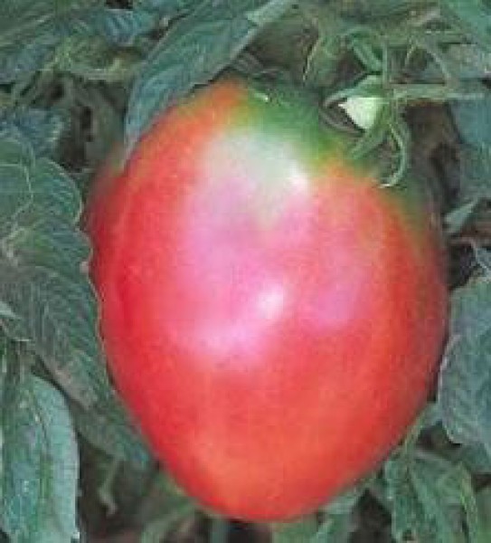 Oxheart Pink Tomato Seeds