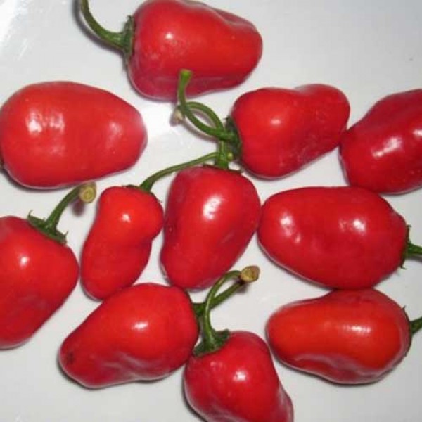 Rocoto_San_Isidro_Chili_Samen_1.jpg