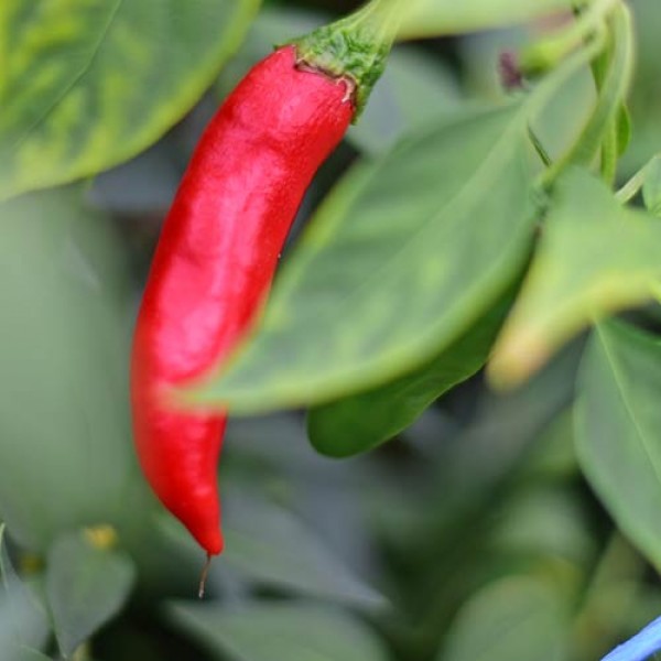 Drago Chili Seeds