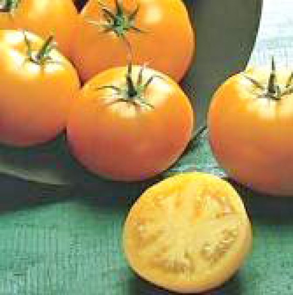 Golden Sunray Tomato Seeds