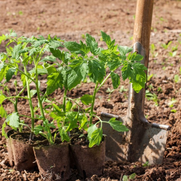 Growing your own tomatoes