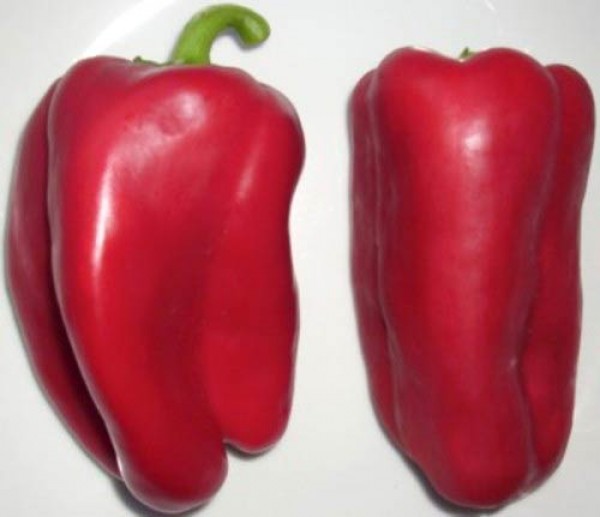 Colorati_Chili_Samen_1.jpg