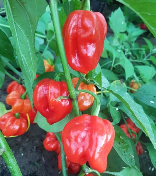 Habanero_Aji_Umba_Red_Adjuma_Chili_Samen_1.jpg