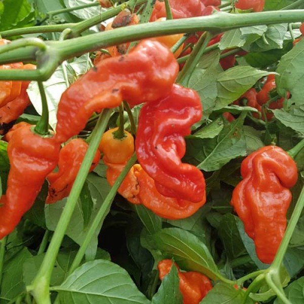 7_Pot_Chaguanas_Red_Chili_Samen_1.jpg