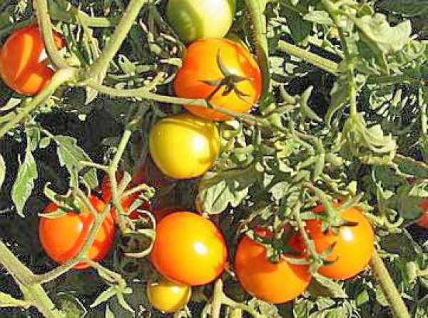 Sun Drop Tomato Seeds