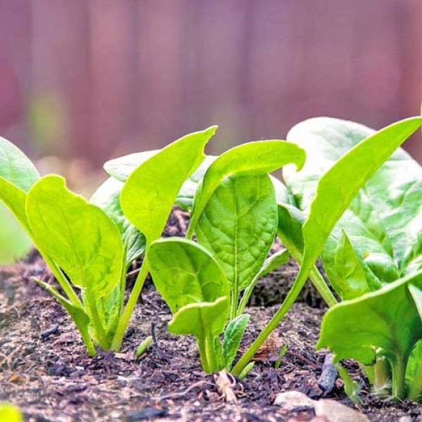 How to grow Spinach