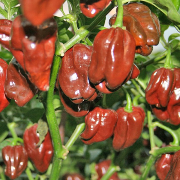 Habanero_Chocolate_Chili_Samen_1.jpg