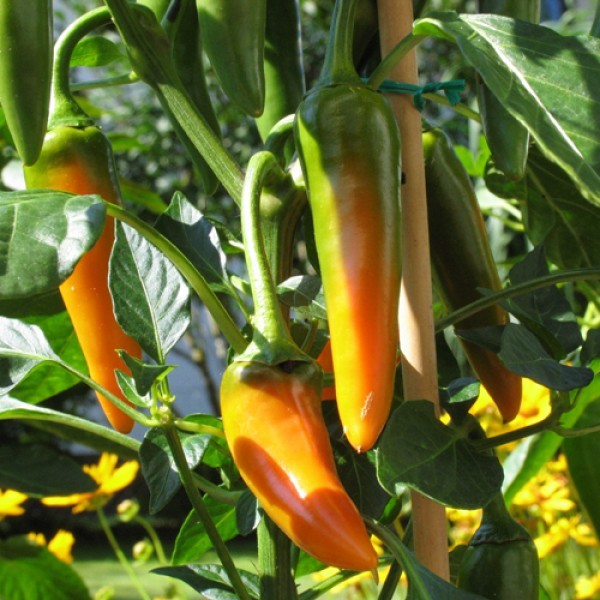 Bulgarian_Carrot_Chili_Samen_1.jpg