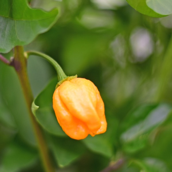 Kathumby yellow Chili Seeds