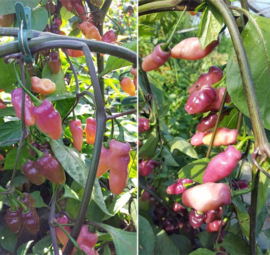 Heirloom BEAUTIFUL and FINE! Fidalgo Roxa Chili 10+ seeds 
