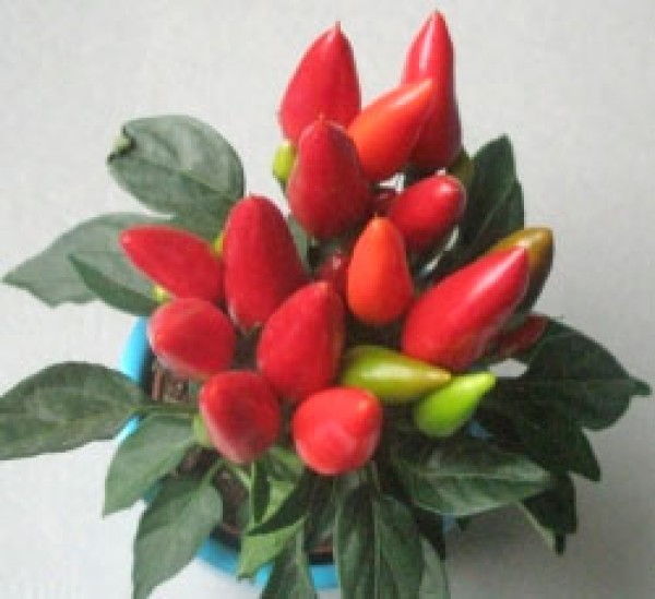 Maya Flame Red Chili Seeds