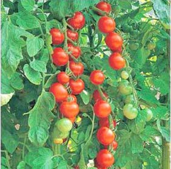 Gardeners Delight Tomato Seeds
