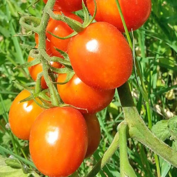 Mallorquin_Tomaten_Samen_1.jpg