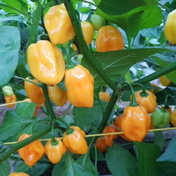 Scotch_Bonnet_Burkina_Yellow_Chili_Samen_1.jpg