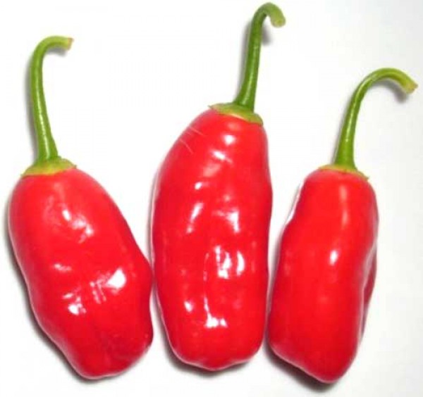 Aji Ecuadorian Red Chili Seeds
