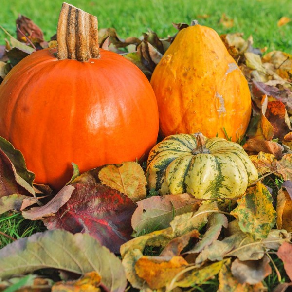 Gardening tips for October