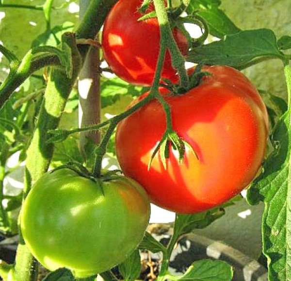 Jubileum Tomato Seeds