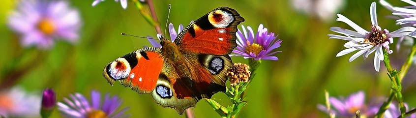 Butterfly Gardening