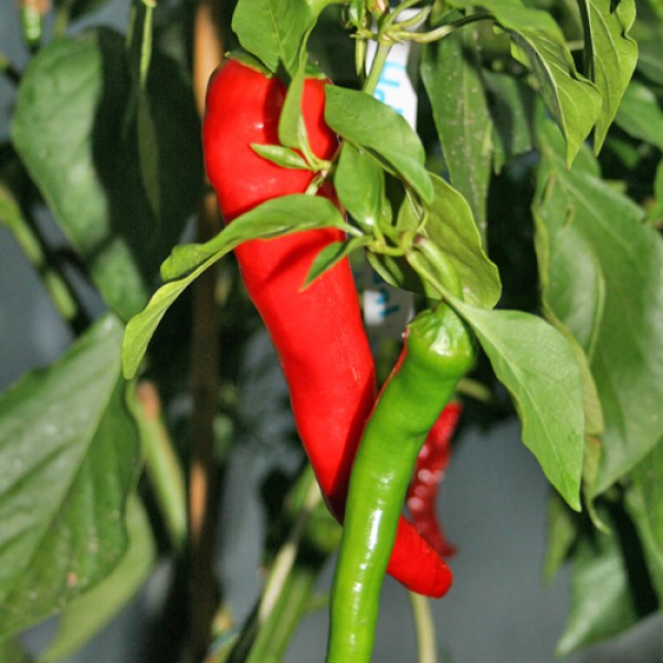 Hot Portugal Chili Seeds