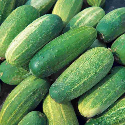Cucumber Gherkin National Seeds buy online at