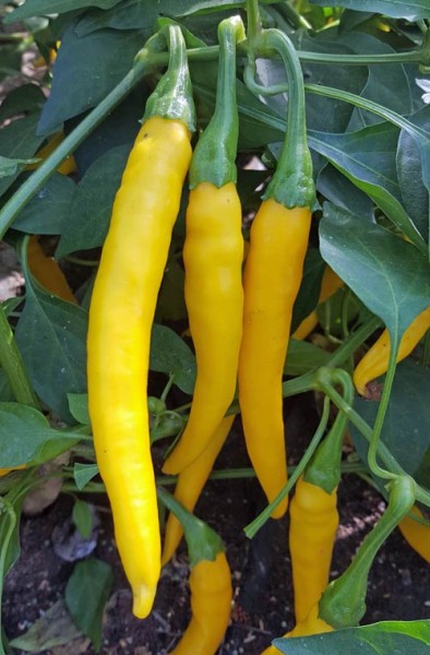 Dutch Yellow Chili Seeds