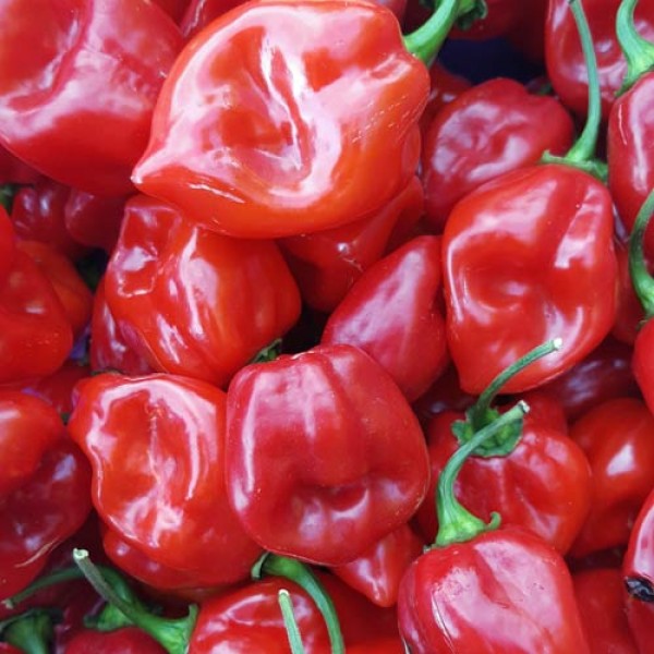 Habanero_Red_Savannah_Chili_Samen_1.jpg