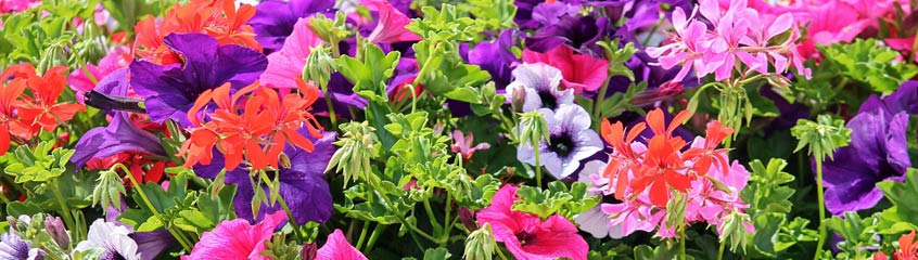 Balcony Plants