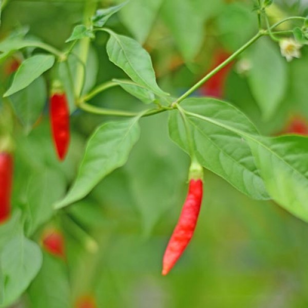 Birgit`s Locoto Chili Seeds