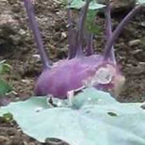 Kohlrabi_Purple_Vienna_Samen_1.jpg