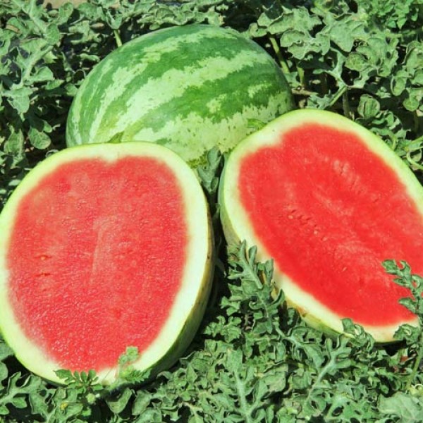 Wassermelone_Crimson_Sweet_Samen_1.jpg