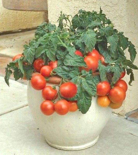 Tiny Tim Tomato Seeds